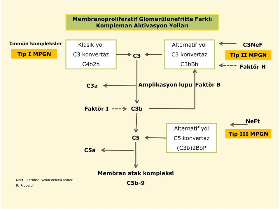 Faktör H C3a Amplikasyon lupu Faktör B Faktör I C3b C5 Alternatif yol C5 konvertaz NeFt Tip III