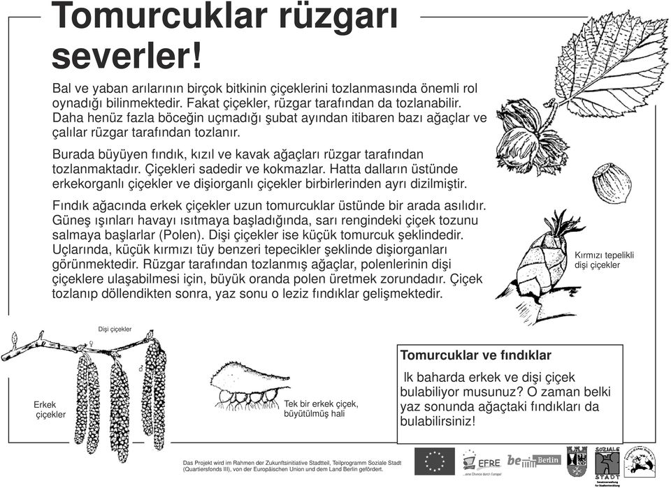 Çiçekleri sadedir ve kokmazlar. Hatta dalların üstünde erkekorganlı çiçekler ve dişiorganlı çiçekler birbirlerinden ayrı dizilmiştir.