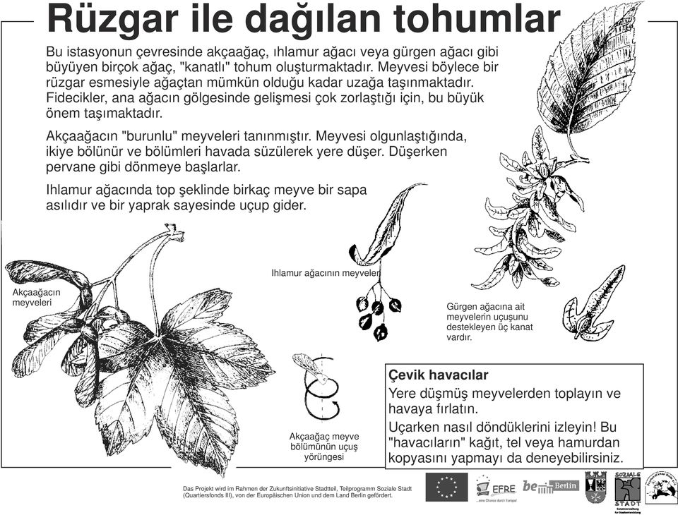 Akçaağacın "burunlu" meyveleri tanınmıştır. Meyvesi olgunlaştığında, ikiye bölünür ve bölümleri havada süzülerek yere düşer. Düşerken pervane gibi dönmeye başlarlar.