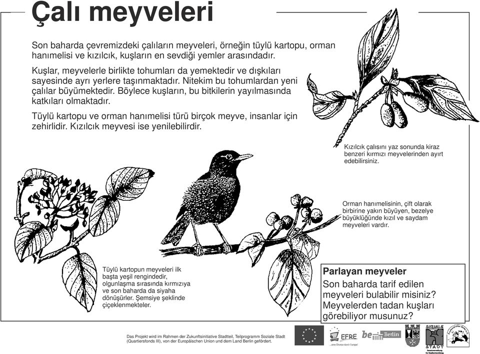 Böylece kuşların, bu bitkilerin yayılmasında katkıları olmaktadır. Tüylü kartopu ve orman hanımelisi türü birçok meyve, insanlar için zehirlidir. Kızılcık meyvesi ise yenilebilirdir.