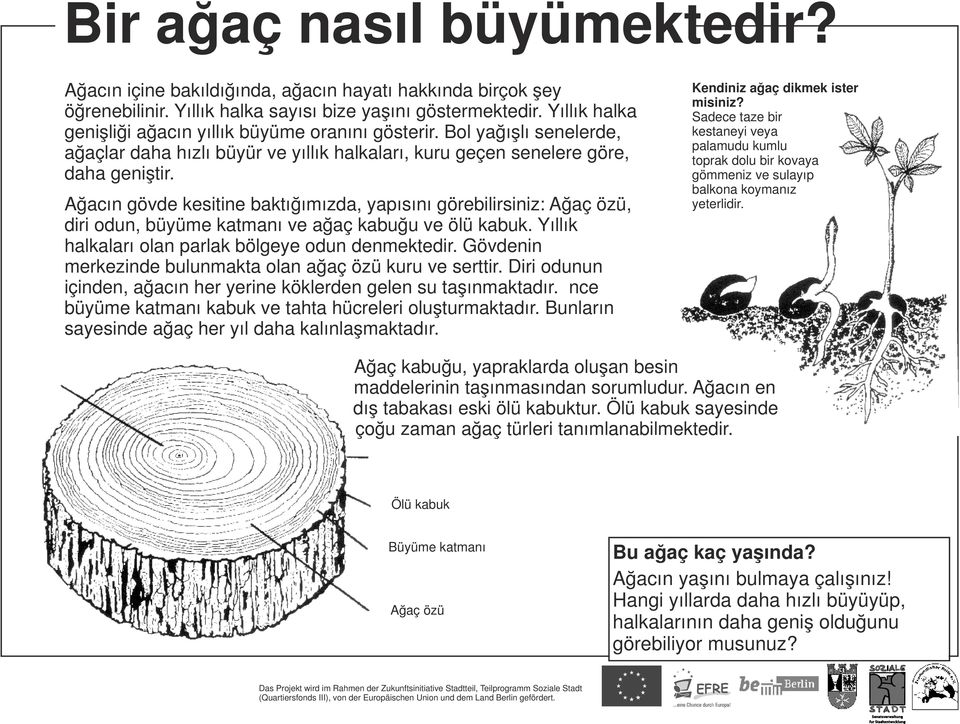 Ağacın gövde kesitine baktığımızda, yapısını görebilirsiniz: Ağaç özü, diri odun, büyüme katmanı ve ağaç kabuğu ve ölü kabuk. Yıllık halkaları olan parlak bölgeye odun denmektedir.