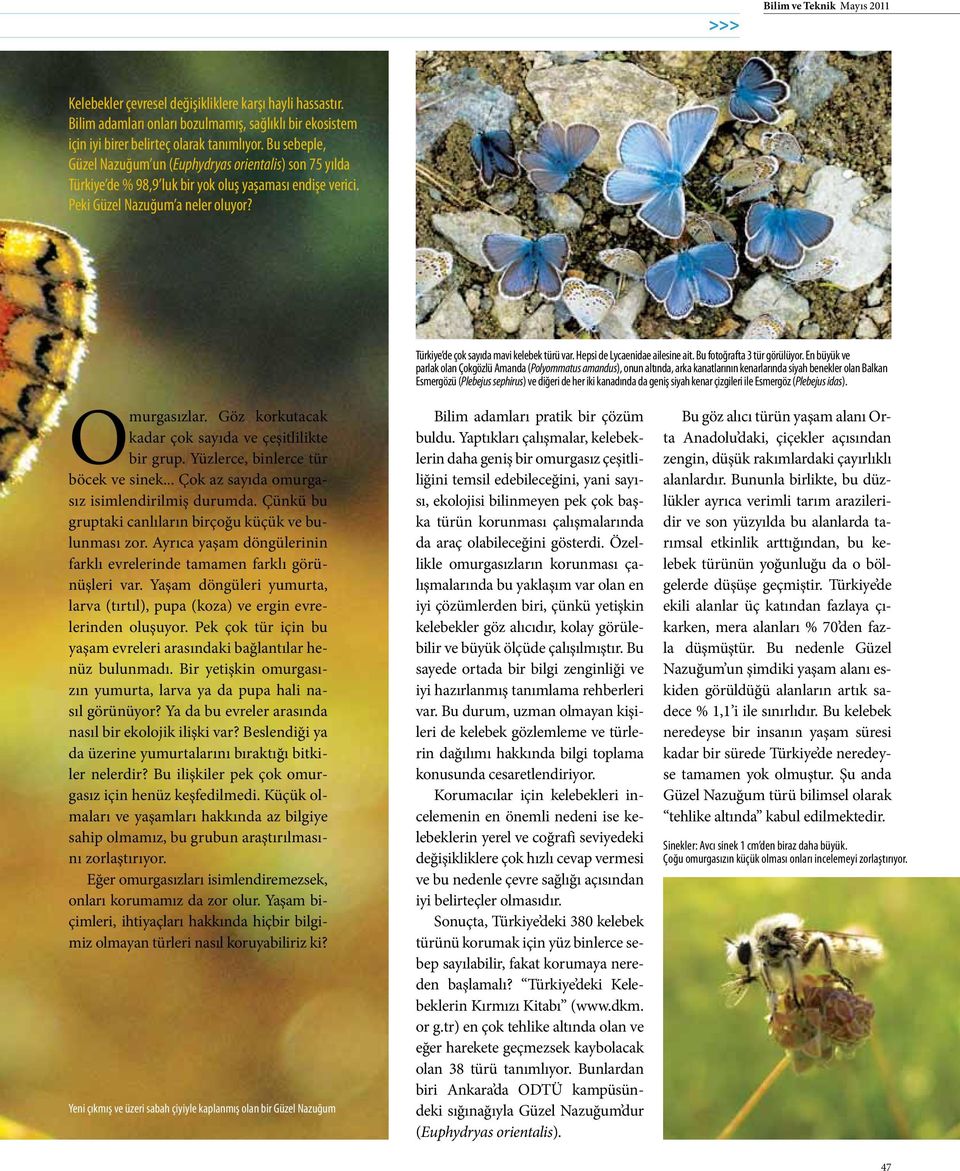 Türkiye de çok sayıda mavi kelebek türü var. Hepsi de Lycaenidae ailesine ait. Bu fotoğrafta 3 tür görülüyor.