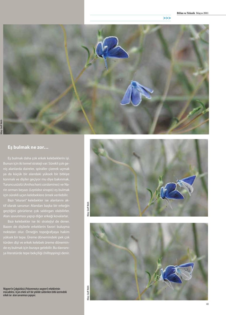 Turuncusüslü (Anthocharis cardamines) ve Narin orman beyazı (Leptidea sinapis) eş bulmak için sürekli uçan kelebeklere örnek verilebilir.