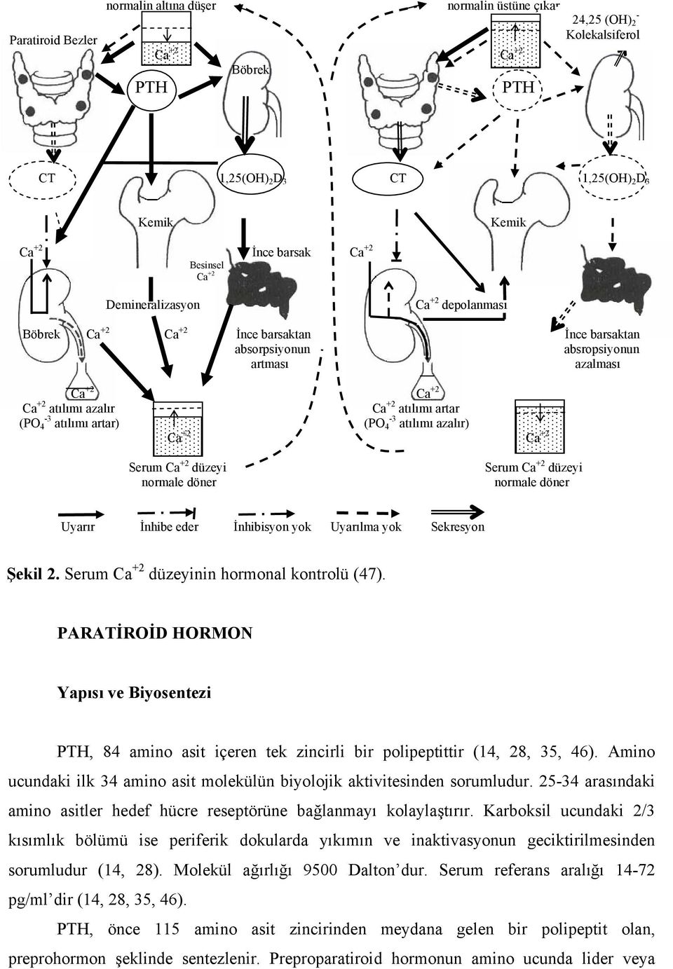atılımı artar (PO -3 4 atılımı artar) (PO -3 4 atılımı azalır) Ca +2 Ca +2 Serum Ca +2 düzeyi normale döner Serum Ca +2 düzeyi normale döner Uyarır İnhibe eder İnhibisyon yok Uyarılma yok Sekresyon