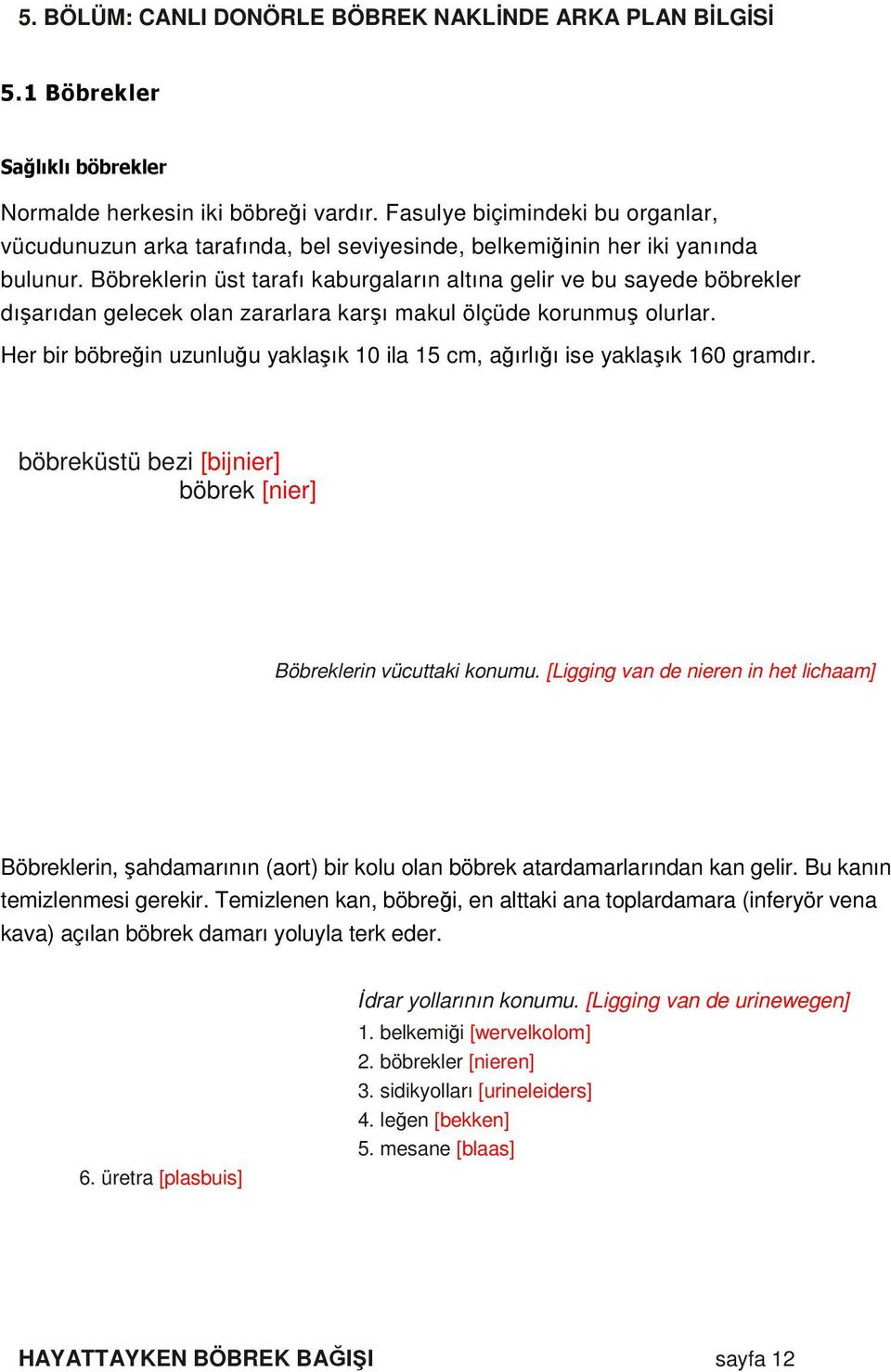 Böbreklerin üst tarafı kaburgaların altına gelir ve bu sayede böbrekler dışarıdan gelecek olan zararlara karşı makul ölçüde korunmuş olurlar.