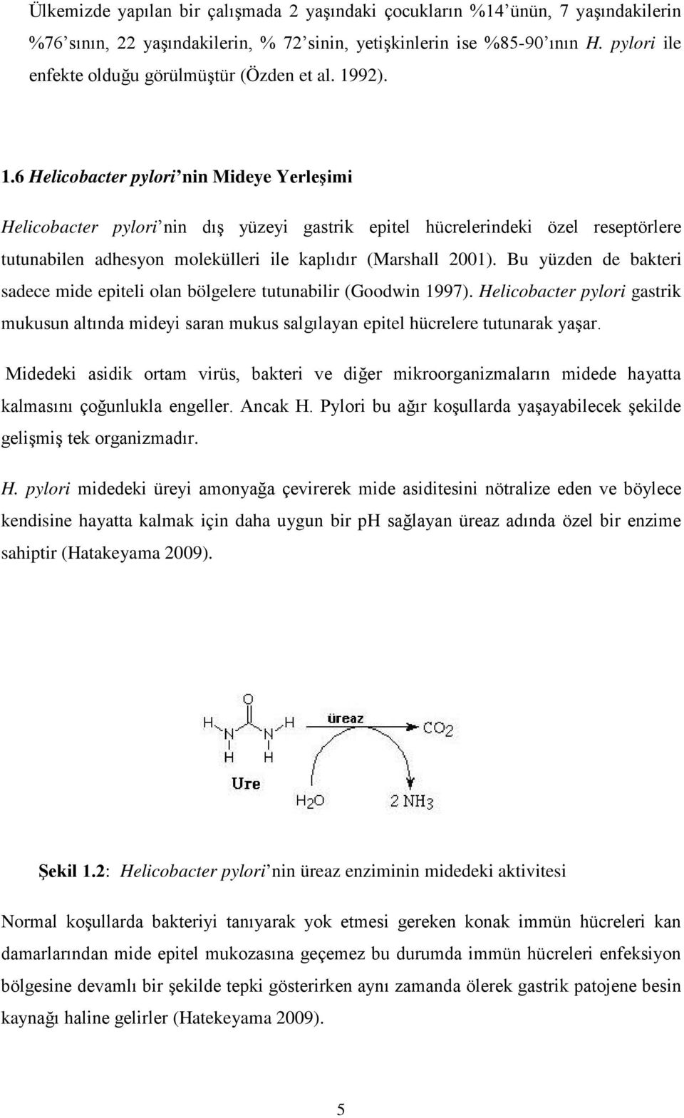 92). 1.6 Helicobacter pylori nin Mideye Yerleşimi Helicobacter pylori nin dış yüzeyi gastrik epitel hücrelerindeki özel reseptörlere tutunabilen adhesyon molekülleri ile kaplıdır (Marshall 2001).