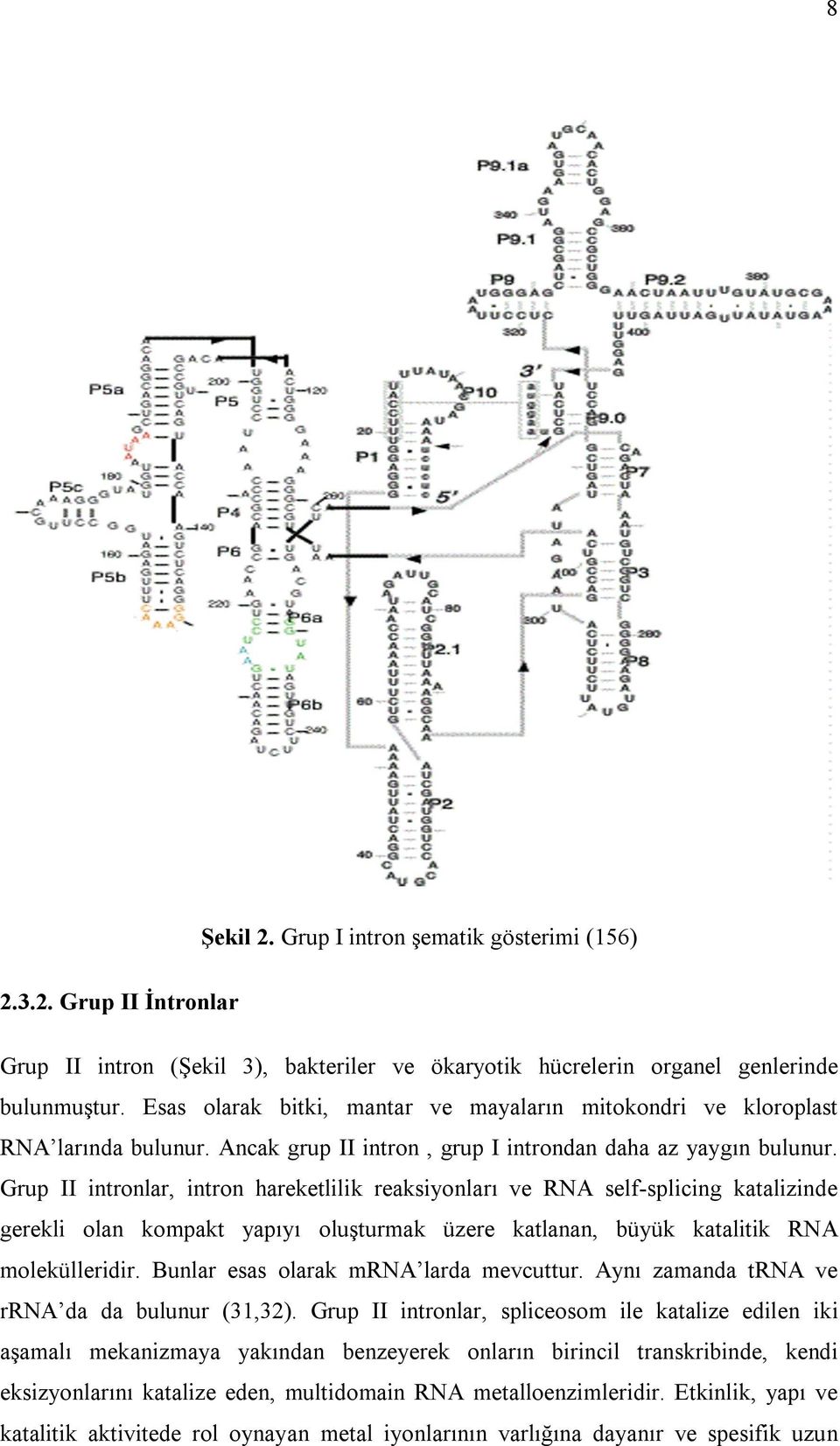 Grup II intronlar, intron hareketlilik reaksiyonları ve RNA self-splicing katalizinde gerekli olan kompakt yapıyı oluşturmak üzere katlanan, büyük katalitik RNA molekülleridir.