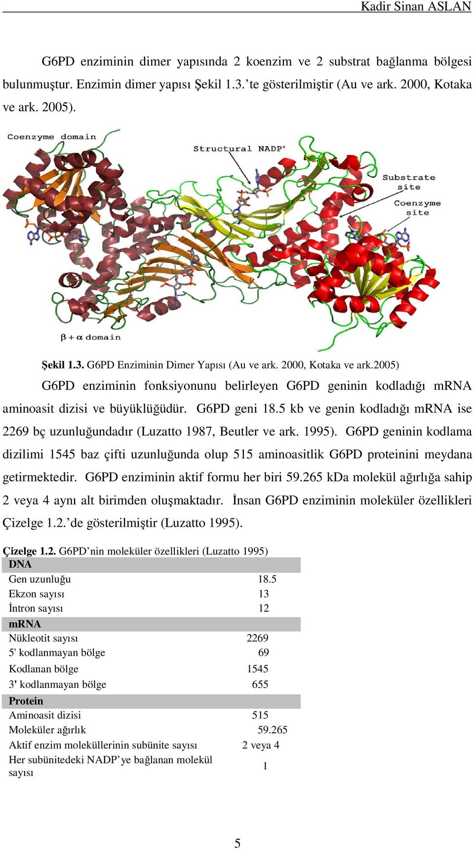 5 kb ve genin kodladığı mrna ise 2269 bç uzunluğundadır (Luzatto 1987, Beutler ve ark. 1995).