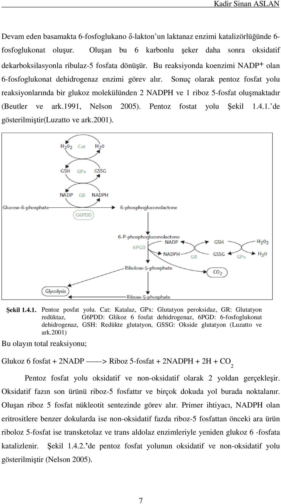 Sonuç olarak pentoz fosfat yolu reaksiyonlarında bir glukoz molekülünden 2 NADPH ve 1 riboz 5-fosfat oluşmaktadır (Beutler ve ark.1991, Nelson 2005). Pentoz fostat yolu Şekil 1.4.1. de gösterilmiştir(luzatto ve ark.