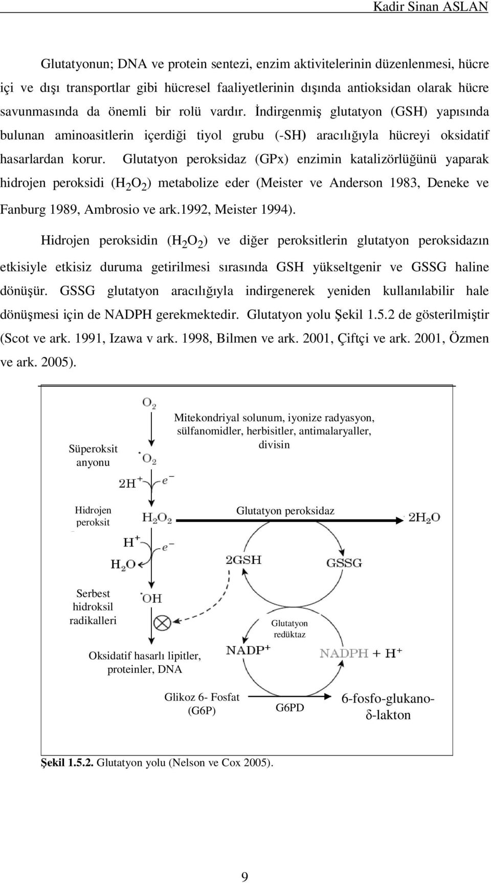 Glutatyon peroksidaz (GPx) enzimin katalizörlüğünü yaparak hidrojen peroksidi (H 2 O 2 ) metabolize eder (Meister ve Anderson 1983, Deneke ve Fanburg 1989, Ambrosio ve ark.1992, Meister 1994).