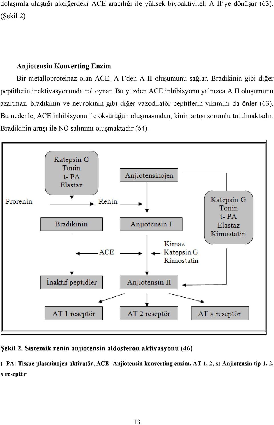 Bu yüzden ACE inhibisyonu yalnızca A II oluşumunu azaltmaz, bradikinin ve neurokinin gibi diğer vazodilatör peptitlerin yıkımını da önler (63).