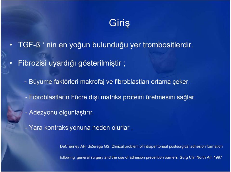 - Fibroblastların hücre dışı matriks proteini üretmesini sağlar. - Adezyonu olgunlaştırır.