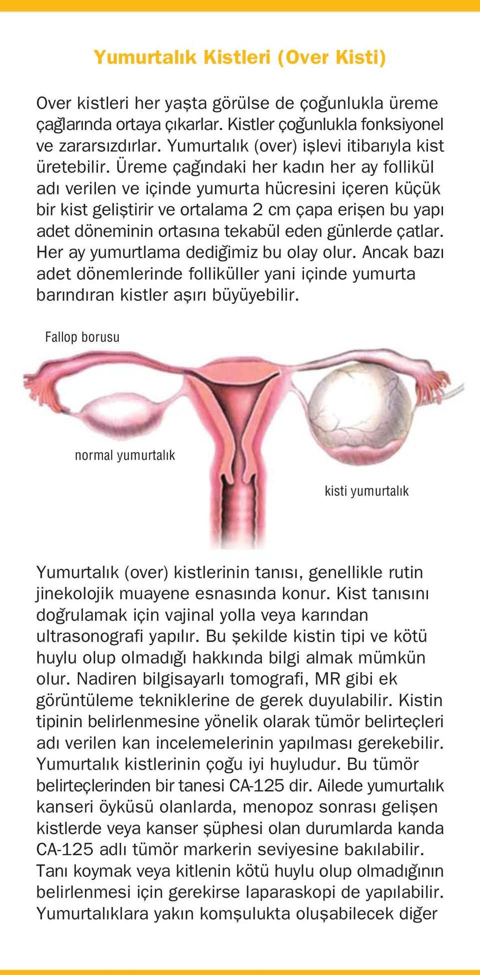 Üreme ça ndaki her kad n her ay follikül ad verilen ve içinde yumurta hücresini içeren küçük bir kist gelifltirir ve ortalama 2 cm çapa eriflen bu yap adet döneminin ortas na tekabül eden günlerde