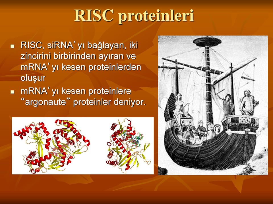 yı kesen proteinlerden oluşur mrna yı