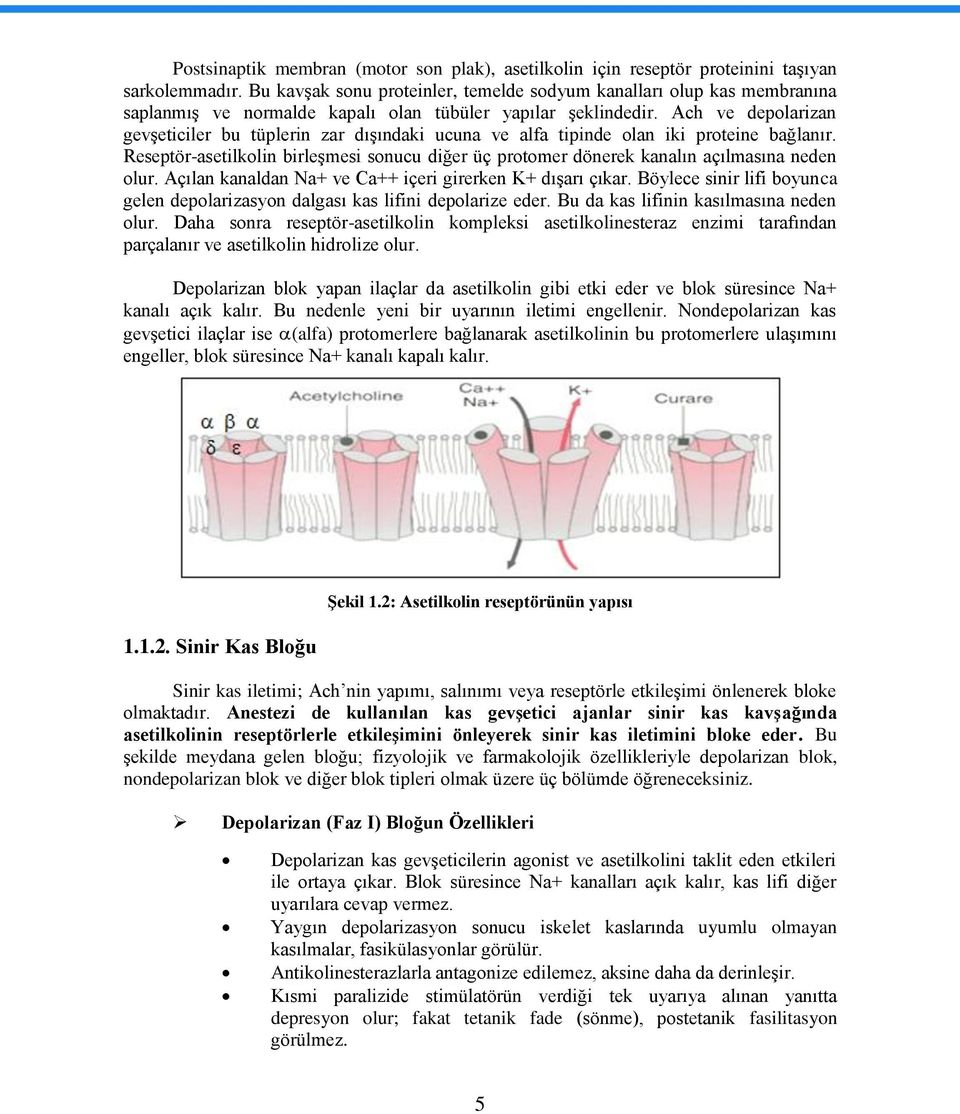 Ach ve depolarizan gevģeticiler bu tüplerin zar dıģındaki ucuna ve alfa tipinde olan iki proteine bağlanır.