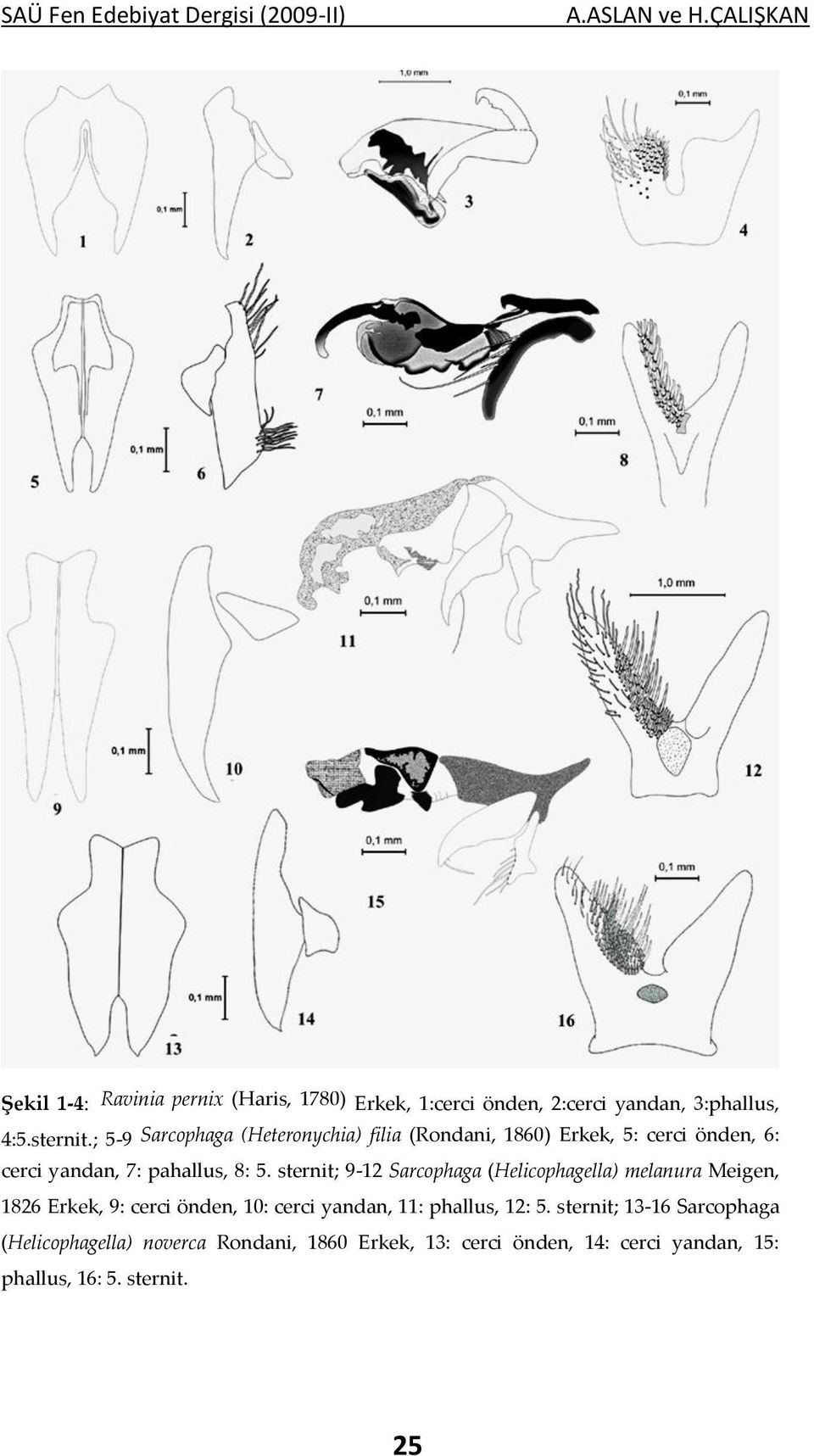 sternit; 9-12 Sarcophaga (Helicophagella) melanura Meigen, 1826 Erkek, 9: cerci önden, 10: cerci yandan, 11: phallus,
