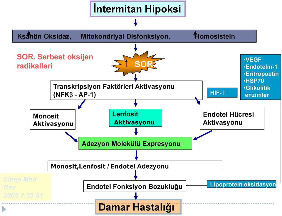 Eritropoetin HSP70 Glikolitik enzimler Monosit Aktivasyonu Lenfosit Aktivasyonu Endotel Hücresi Aktivasyonu