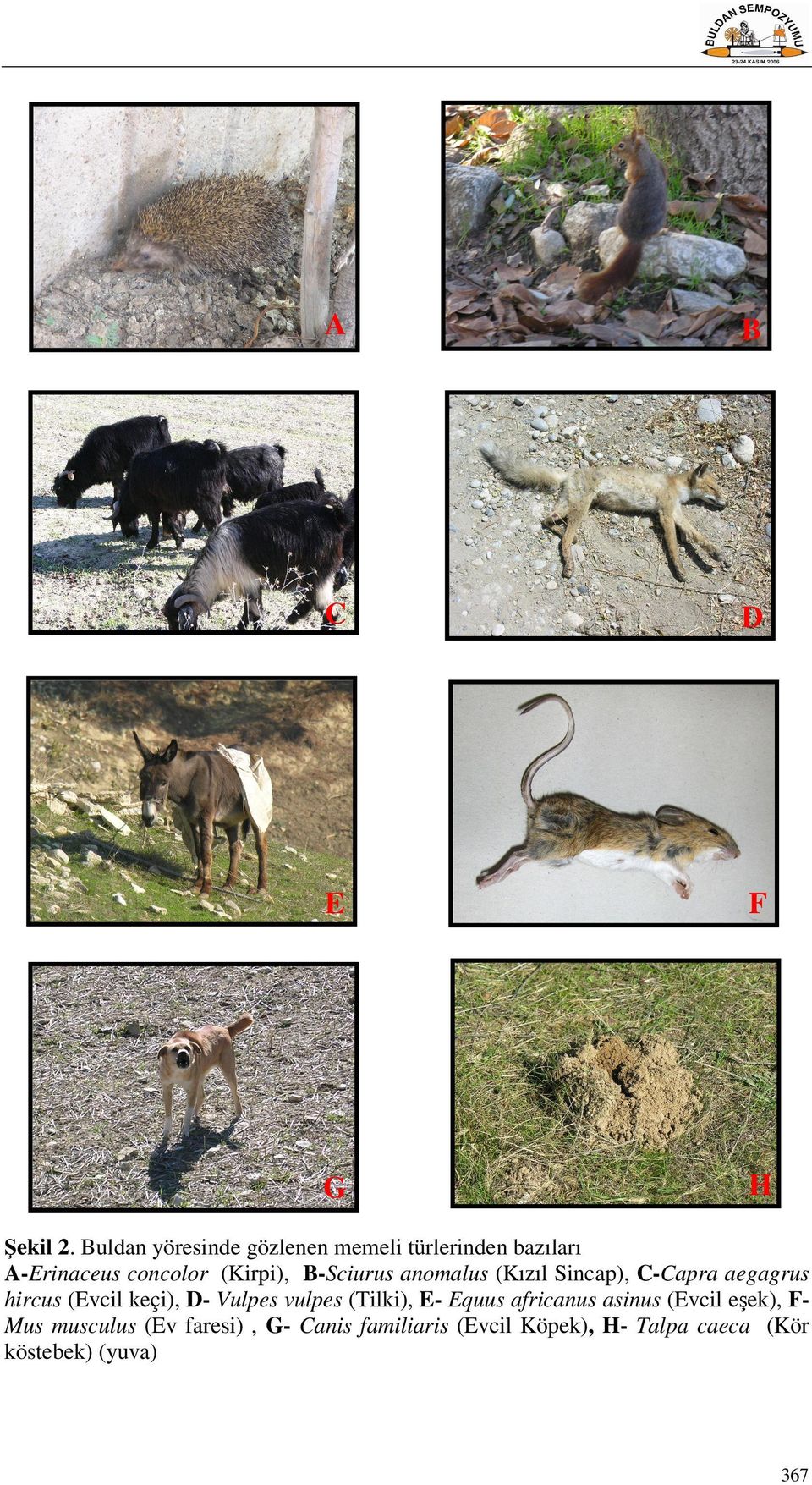 B-Sciurus anomalus (Kızıl Sincap), C-Capra aegagrus hircus (Evcil keçi), D- Vulpes