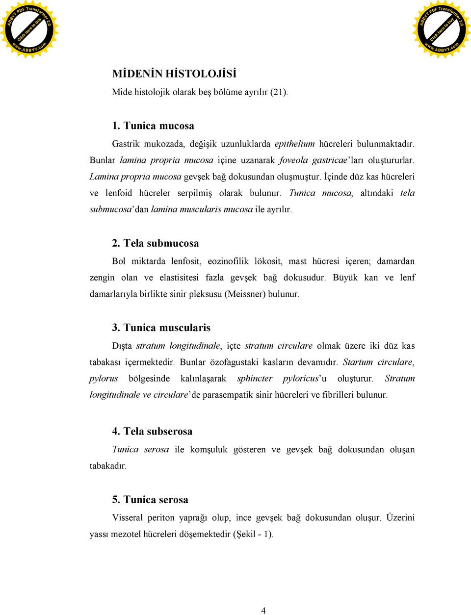 İçinde düz kas hücreleri ve lenfoid hücreler serpilmiş olarak bulunur. Tunica mucosa, altındaki tela submucosa dan lamina muscularis mucosa ile ayrılır. 2.