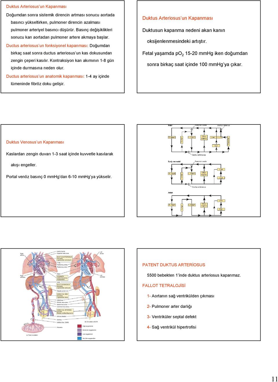 Kontraksiyon kan akımının 18 gün içinde durmasına neden olur. Duktus Arteriosus un Kapanması Duktusun kapanma nedeni akan kanın oksijenlenmesindeki artıştır.