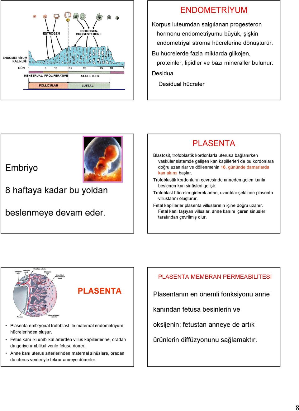 Blastosit, trofoblastik kordonlarla uterusa bağlanırken vasküler sistemde gelişen kan kapillerleri de bu kordonlara doğru uzanırlar ve döllenmenin 16. gününde damarlarda kan akımı başlar.