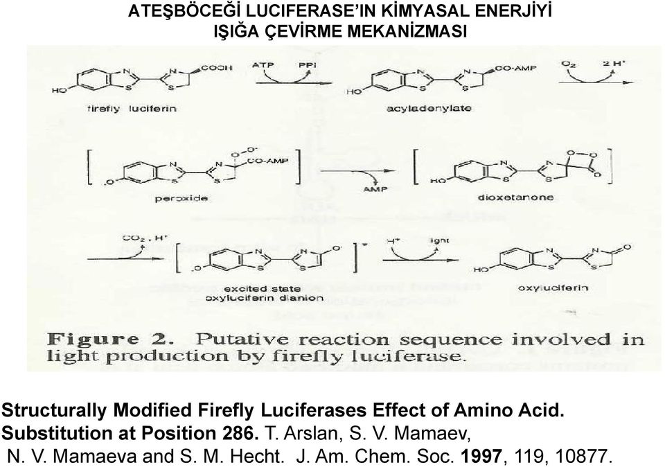 Amino Acid. Substitution at Position 286. T. Arslan, S. V.