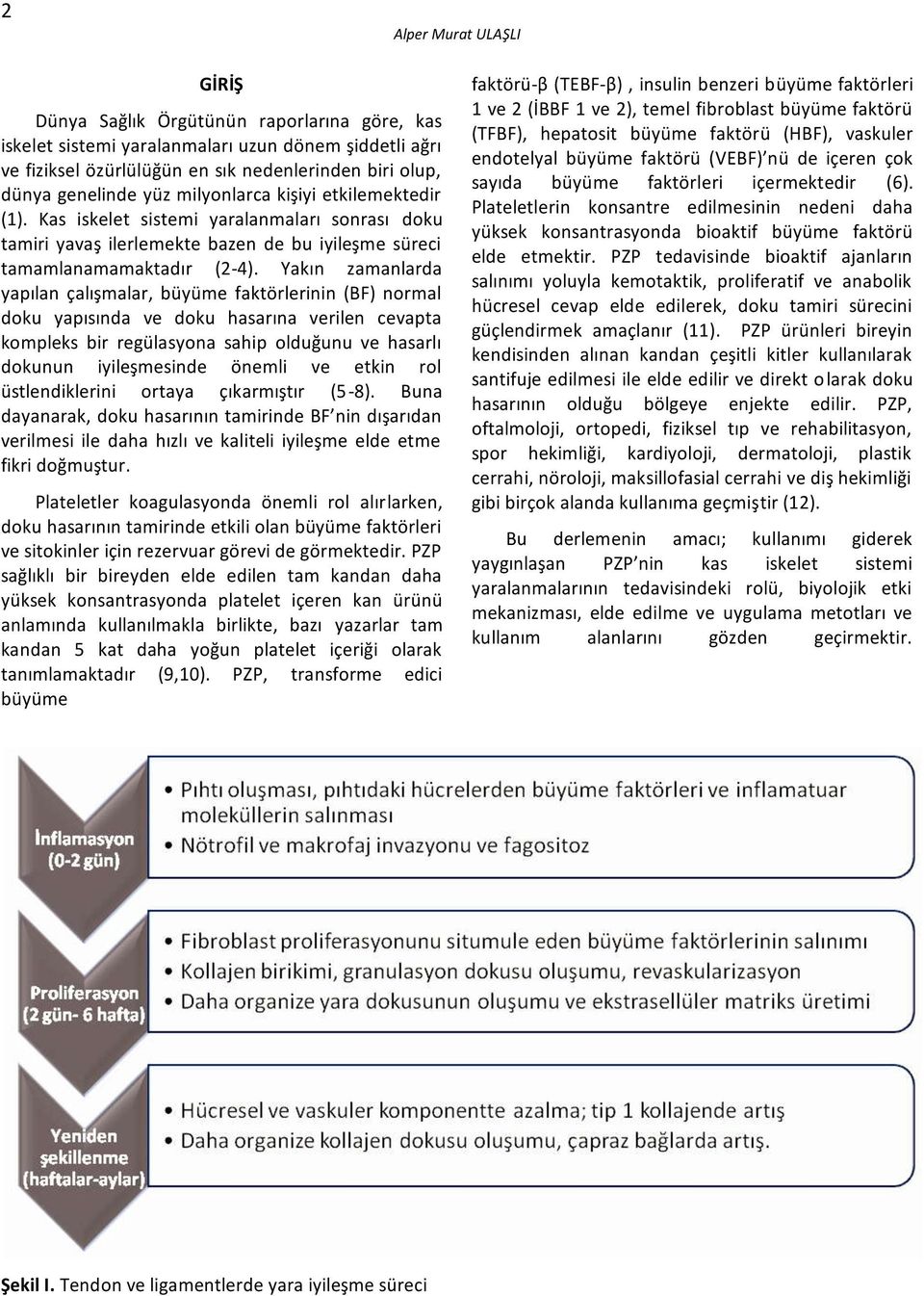 Yakın zamanlarda yapılan çalışmalar, büyüme faktörlerinin (BF) normal doku yapısında ve doku hasarına verilen cevapta kompleks bir regülasyona sahip olduğunu ve hasarlı dokunun iyileşmesinde önemli