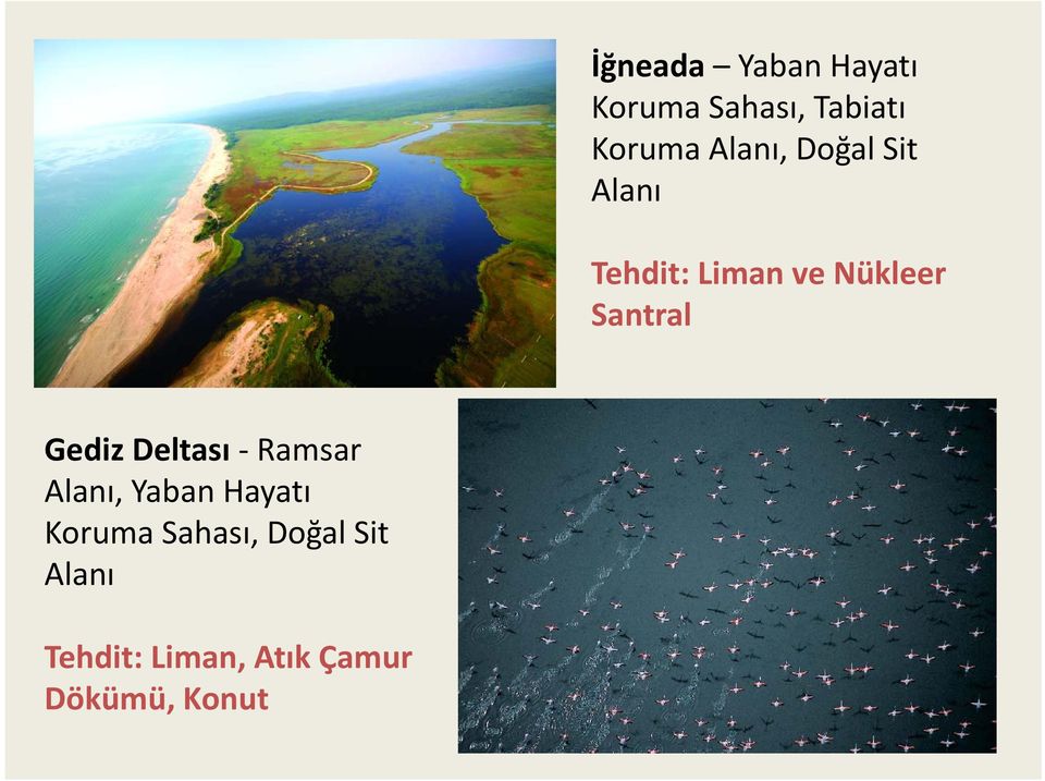 Santral Gediz Deltası Ramsar Alanı, Yaban Hayatı