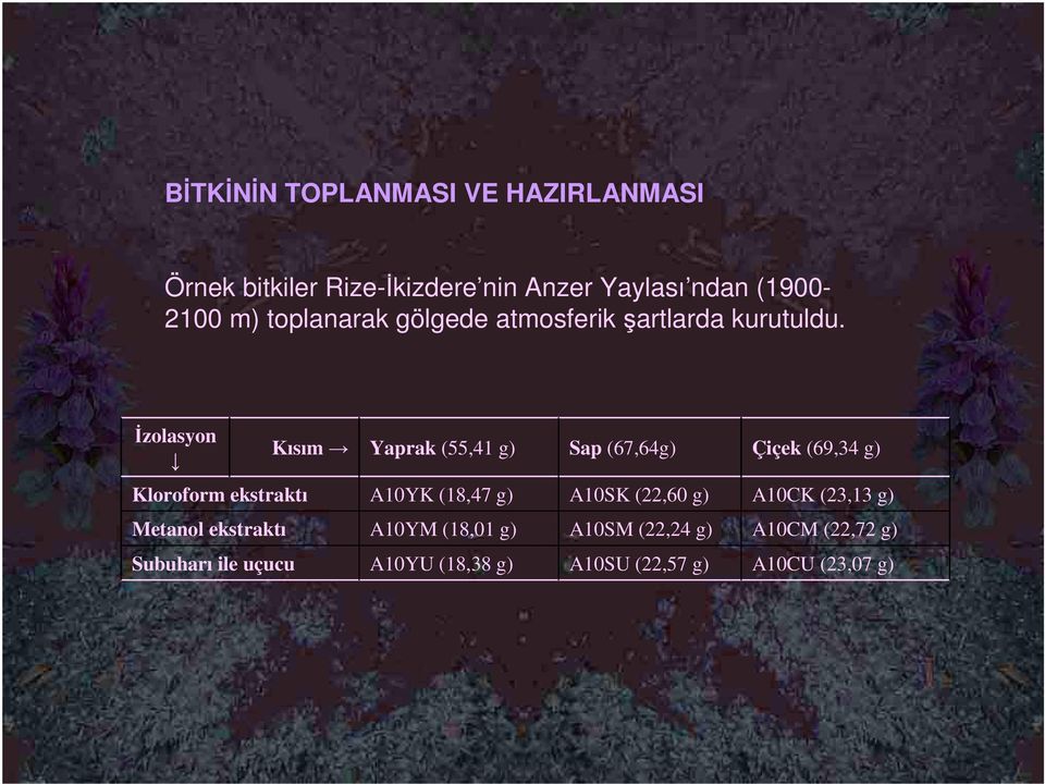 İzolasyon Kısım Yaprak (55,41 g) Sap (67,64g) Çiçek (69,34 g) Kloroform ekstraktı A10YK (18,47 g) A10SK