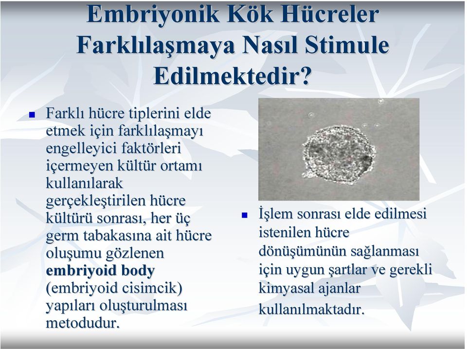 gerçekle ekleştirilen hücre h kültürü sonrası,, her üç germ tabakasına ait hücre h oluşumu umu gözlenen g embriyoid body (embriyoid