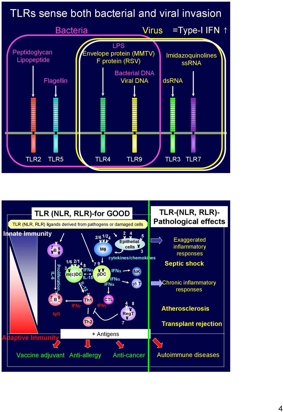 GOOD Mɸ Epithelial cells cytokines/chemokines 1/6 2/1 4 8 7 9 3 IFNα IFNα NK m(c)dc pdc IL-15 IFNα IFNα γδ T 10 2 IFNγ IL-12 Th1 Th2 2/6 1/2 4 CTL IFNγ + Antigens 2 4 RegT 7 4 8 5 3 TLR-(NLR,