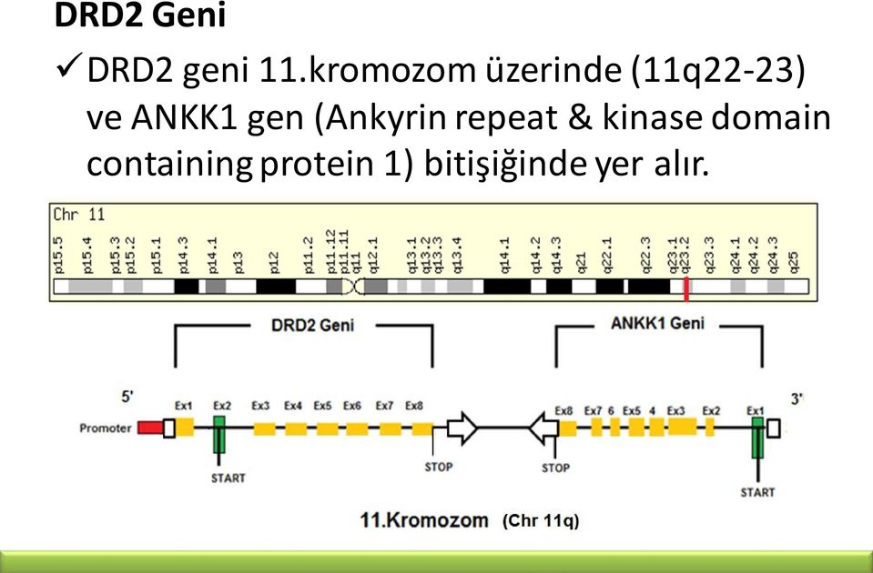 ANKK1 gen (Ankyrin repeat & kinase