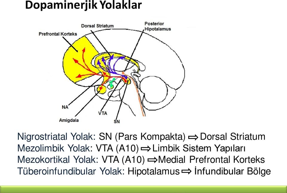 Sistem Yapıları Mezokortikal Yolak: VTA (A10) Medial