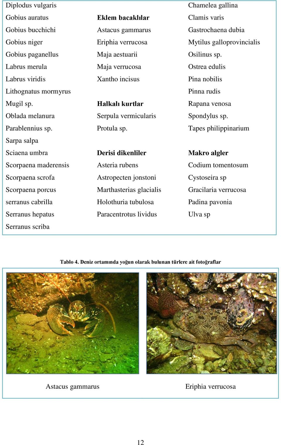 Maja verrucosa Xantho incisus Halkalı kurtlar Serpula vermicularis Protula sp.