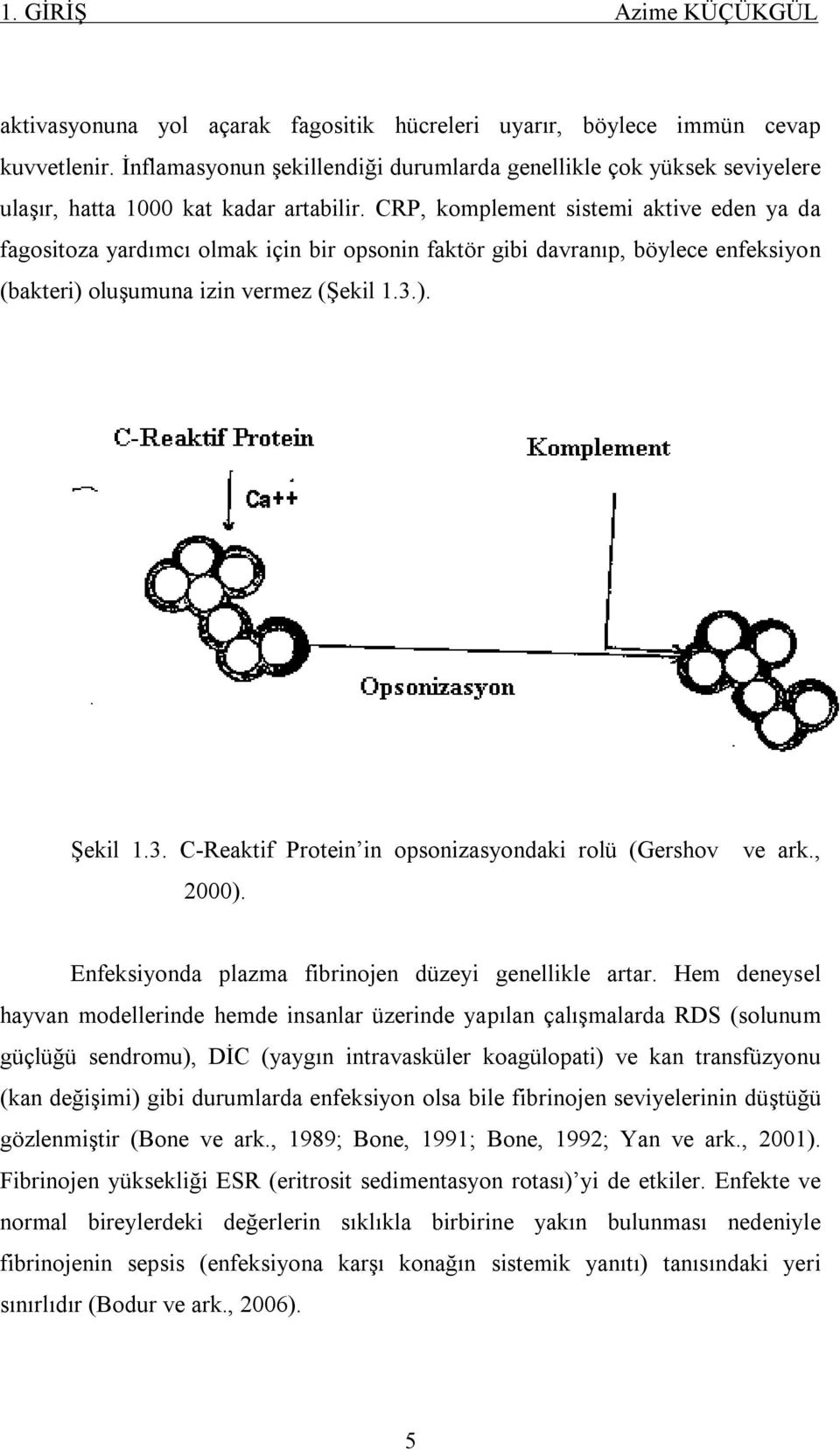 CRP, komplement sistemi aktive eden ya da fagositoza yardımcı olmak için bir opsonin faktör gibi davranıp, böylece enfeksiyon (bakteri) oluşumuna izin vermez (Şekil 1.3.