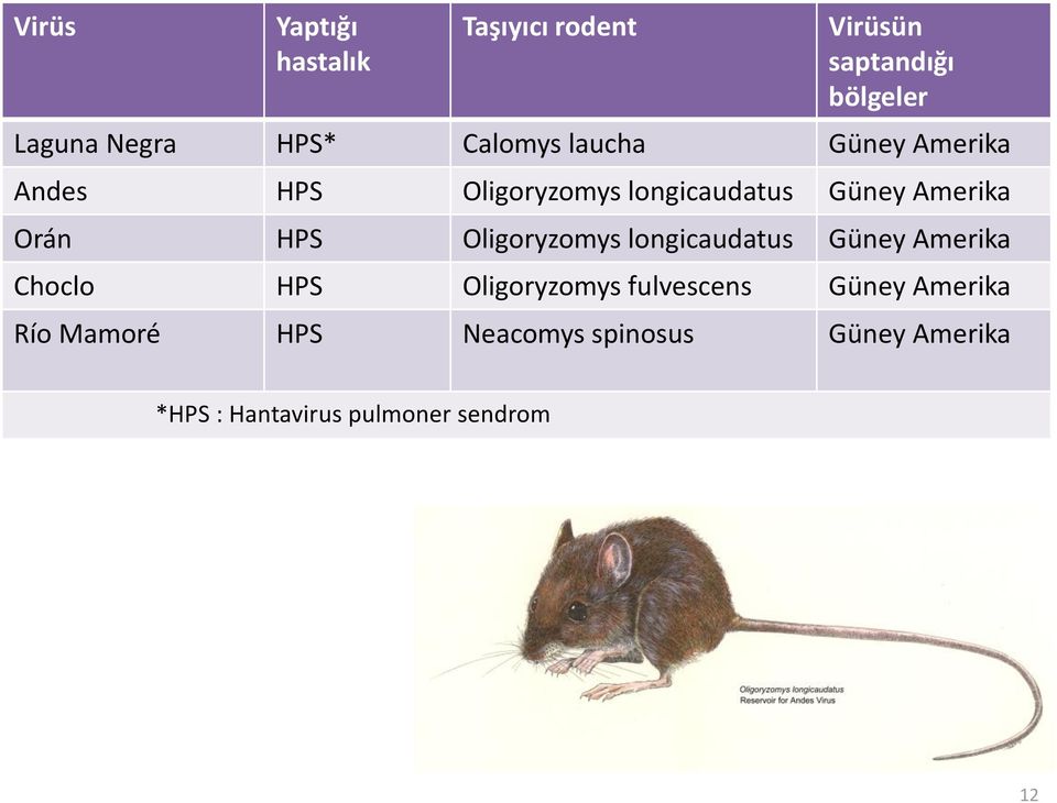 HPS Oligoryzomys longicaudatus Güney Amerika Choclo HPS Oligoryzomys fulvescens Güney