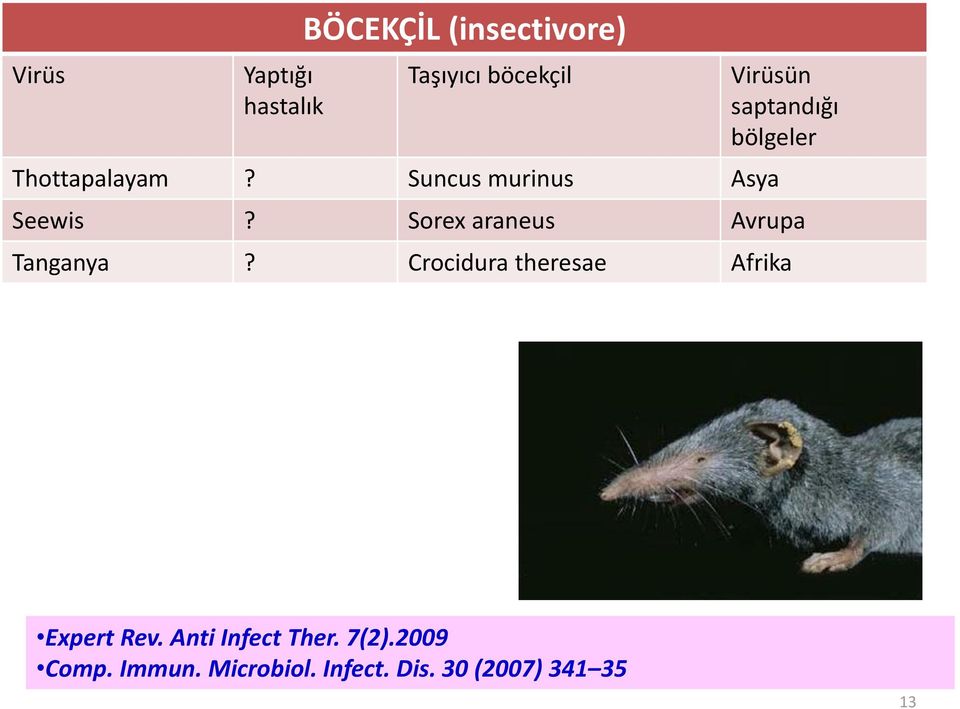 Sorex araneus Avrupa Tanganya? Crocidura theresae Afrika Expert Rev.