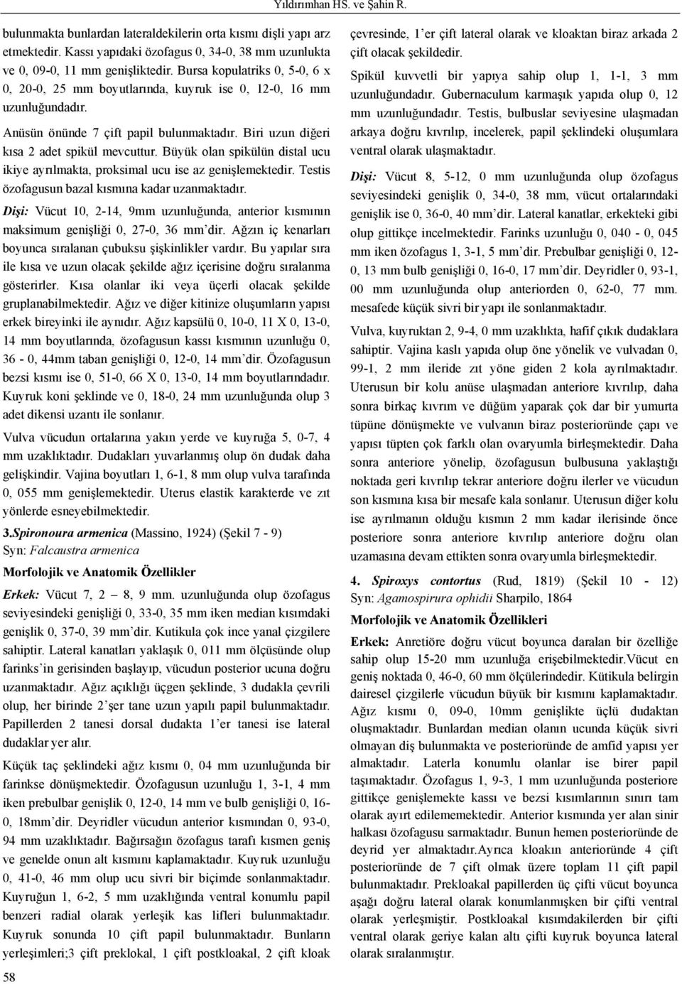 Büyük olan spikülün distal ucu ikiye ayrılmakta, proksimal ucu ise az genişlemektedir. Testis özofagusun bazal kısmına kadar uzanmaktadır.