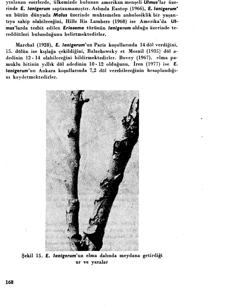 olduğu üzerinde tereddütleri bulunduğunu belirtmektedirler. Marchal (1928), f. lanigerum'un Paris koşullarında 14 döl verdiğini, ıs.
