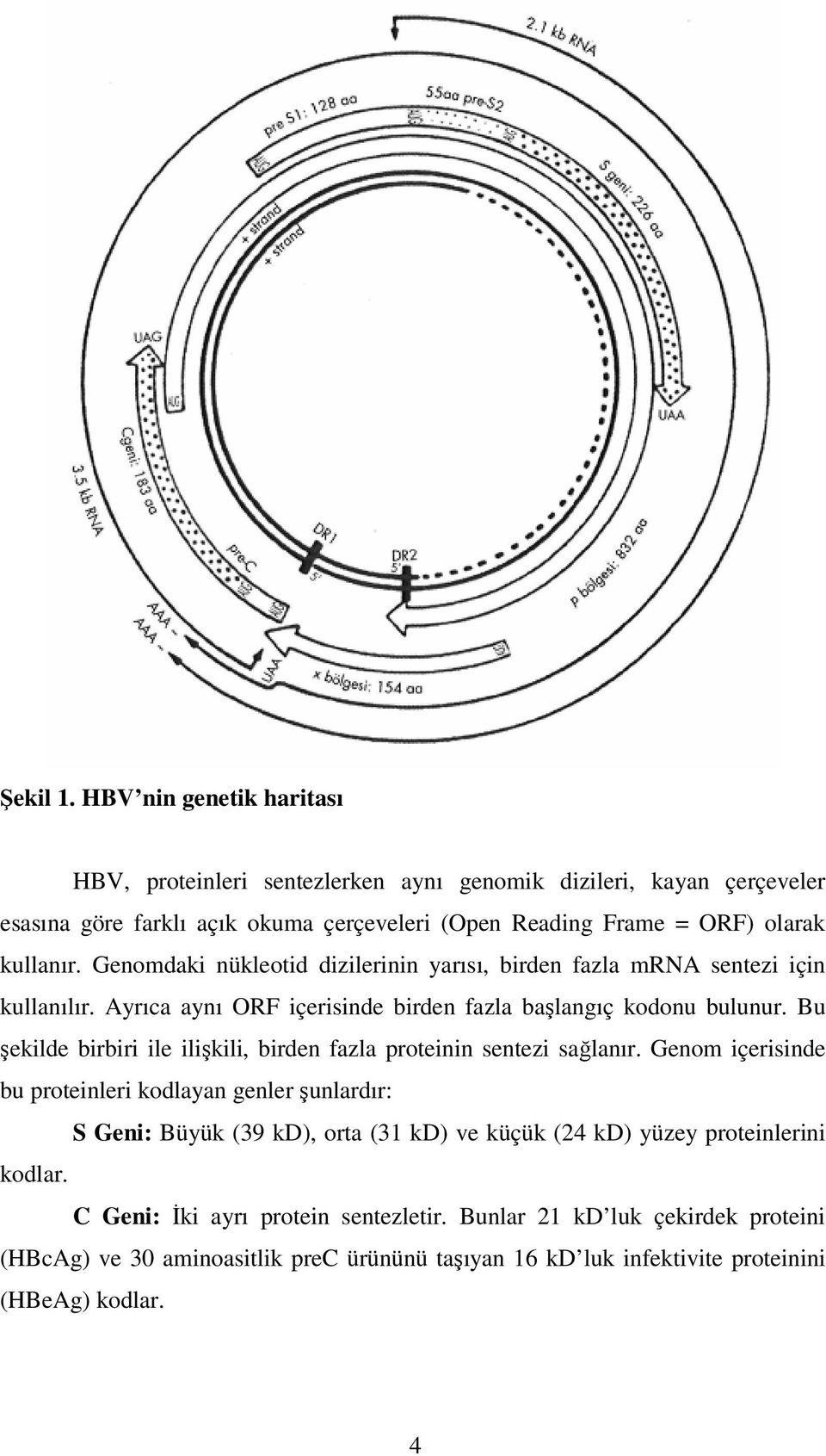 Genomdaki nükleotid dizilerinin yarısı, birden fazla mrna sentezi için kullanılır. Ayrıca aynı ORF içerisinde birden fazla başlangıç kodonu bulunur.