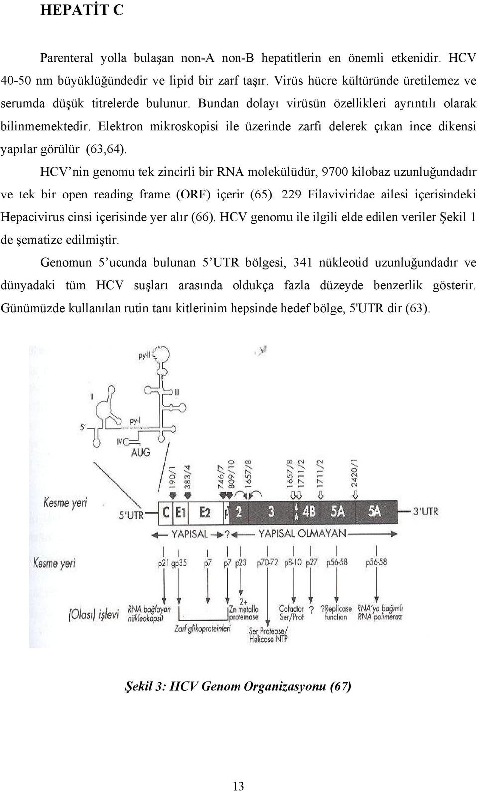 Elektron mikroskopisi ile üzerinde zarfı delerek çıkan ince dikensi yapılar görülür (63,64).