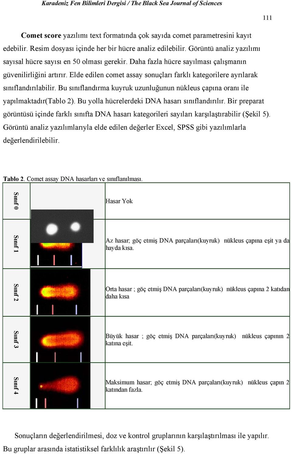 Elde edilen comet assay sonuçları farklı kategorilere ayrılarak sınıflandırılabilir. Bu sınıflandırma kuyruk uzunluğunun nükleus çapına oranı ile yapılmaktadır(tablo 2).