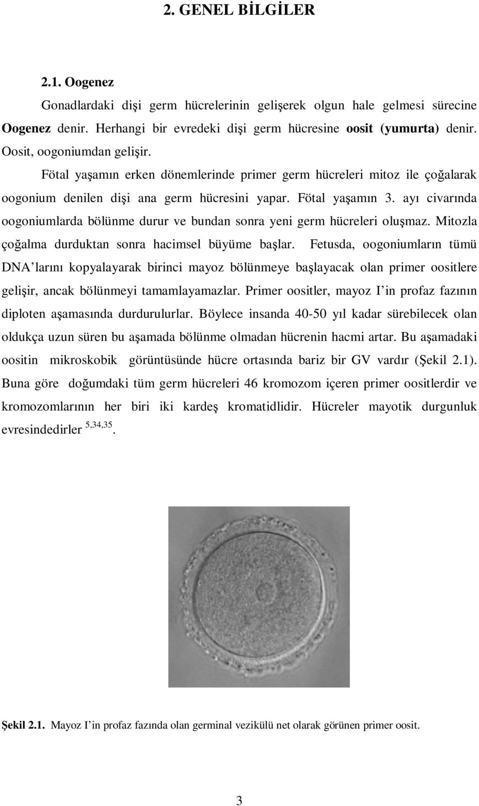 ayı civarında oogoniumlarda bölünme durur ve bundan sonra yeni germ hücreleri oluşmaz. Mitozla çoğalma durduktan sonra hacimsel büyüme başlar.