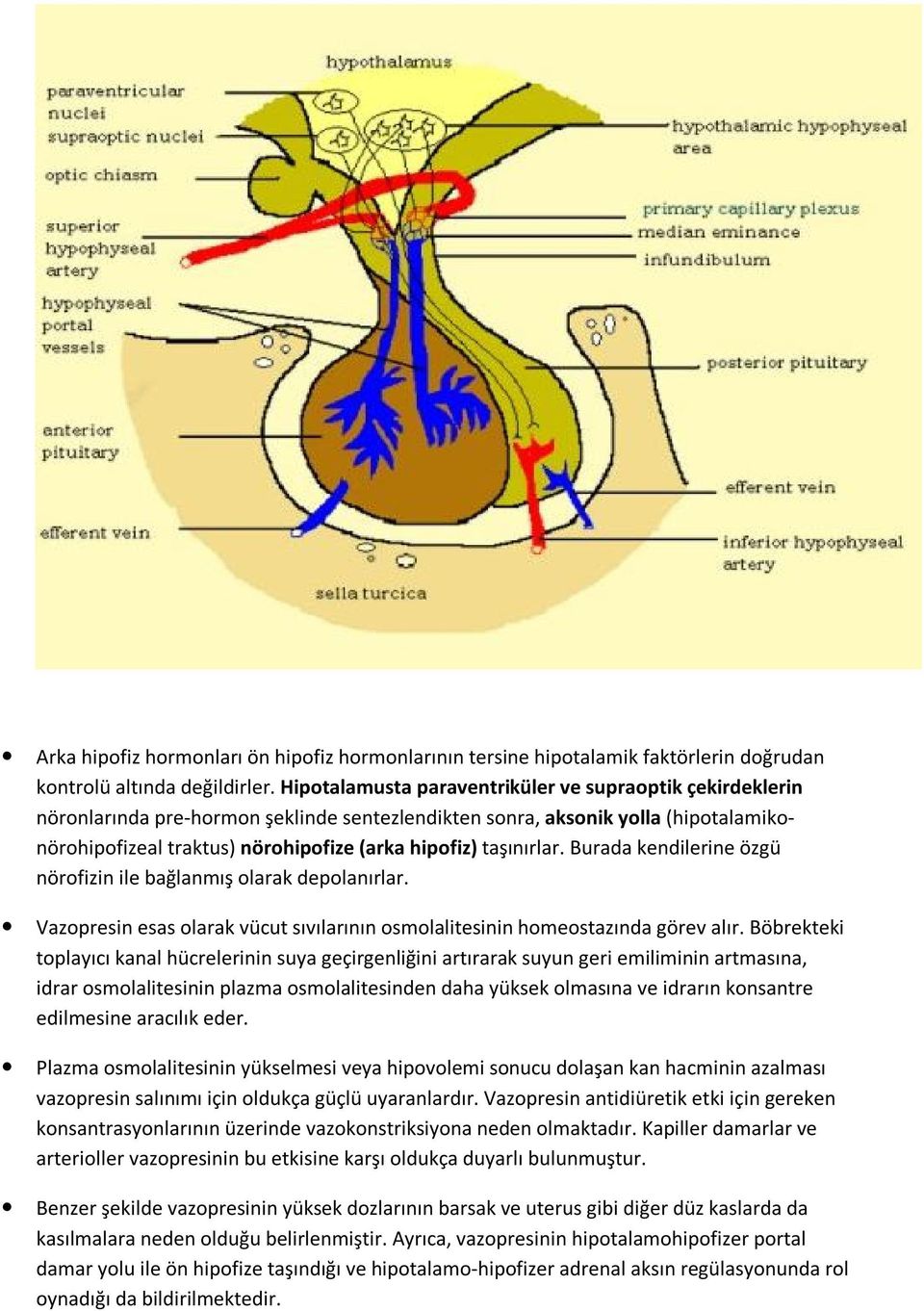 taşınırlar. Burada kendilerine özgü nörofizin ile bağlanmış olarak depolanırlar. Vazopresin esas olarak vücut sıvılarının osmolalitesinin homeostazında görev alır.