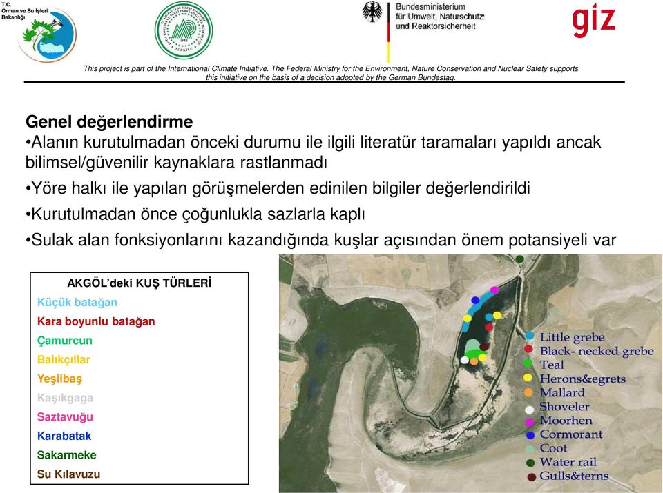 çoğunlukla sazlarla kaplı Sulak alan fonksiyonlarını kazandığında kuşlar açısından önem potansiyeli var AKGÖL deki KUŞ