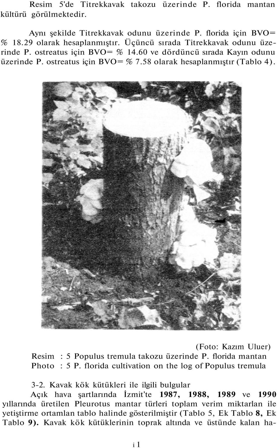 (Foto: Kazım Uluer) Resim : 5 Populus tremula takozu üzerinde P. florida mantan Photo : 5 P. florida cultivation on the log of Populus tremula 3-2.