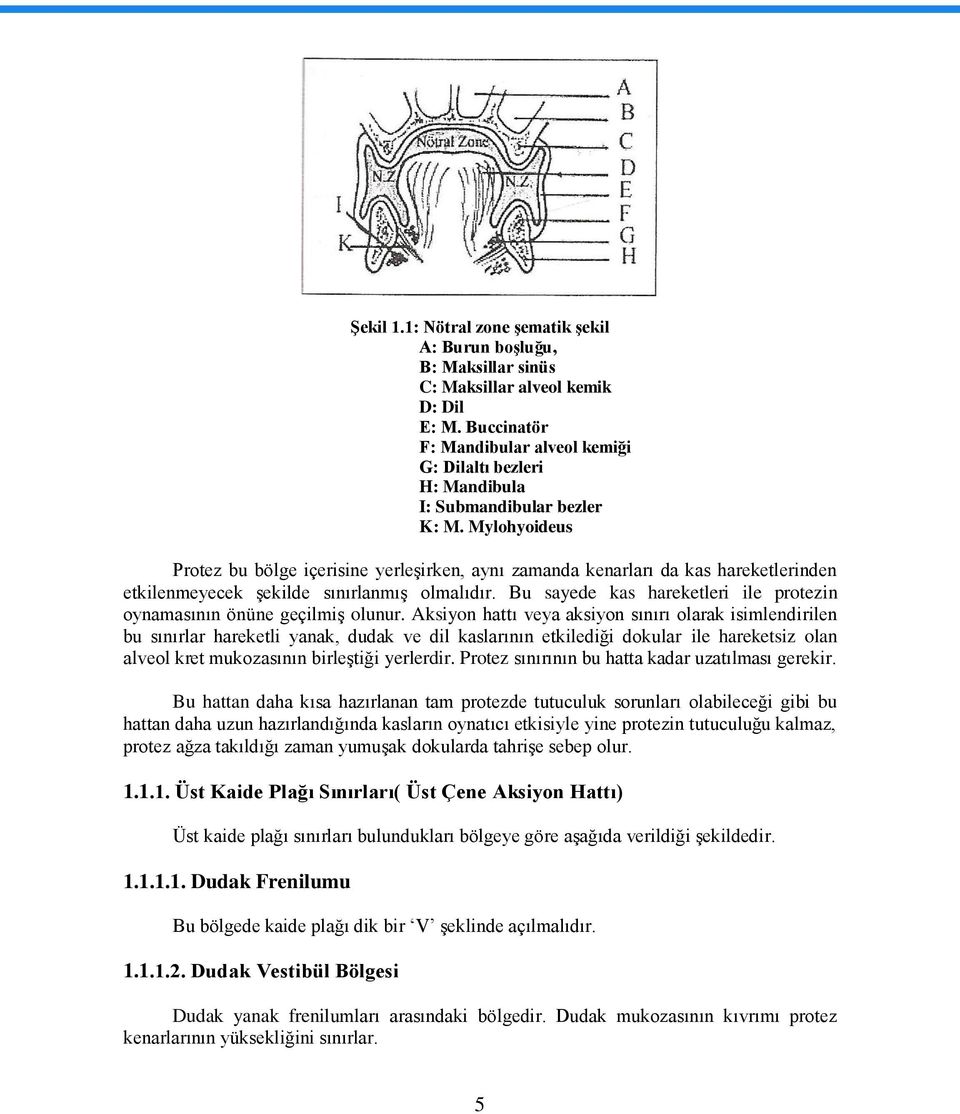 Mylohyoideus Protez bu bölge içerisine yerleģirken, aynı zamanda kenarları da kas hareketlerinden etkilenmeyecek Ģekilde sınırlanmıģ olmalıdır.