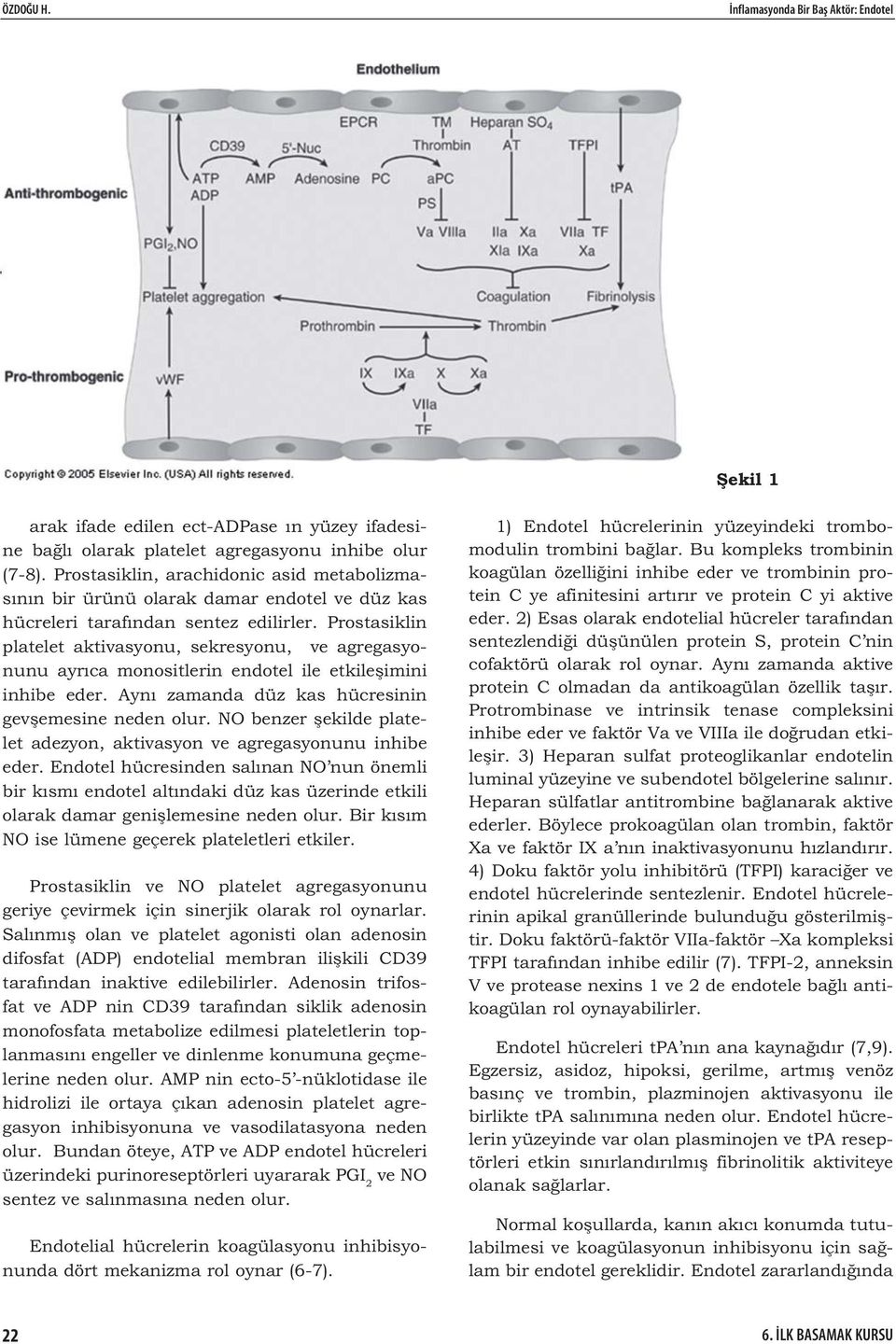 Prostasiklin platelet aktivasyonu, sekresyonu, ve agregasyonunu ayrıca monositlerin endotel ile etkile imini inhibe eder. Aynı zamanda düz kas hücresinin gev emesine neden olur.