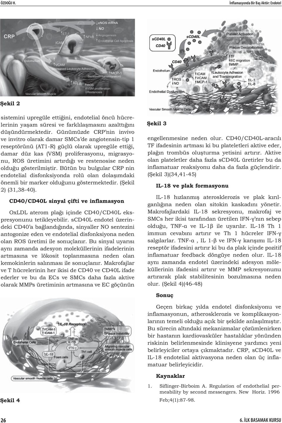 restenosise neden oldu u gösterilmi tir. Bütün bu bulgular CRP nin endotelial disfonksiyonda rolü olan dola ımdaki önemli bir marker oldu unu göstermektedir. ( ekil 2) (31,38-40).