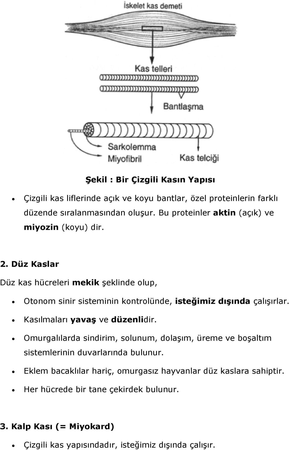 Düz Kaslar Düz kas hücreleri mekik şeklinde olup, Otonom sinir sisteminin kontrolünde, isteğimiz dışında çalışırlar. Kasılmaları yavaş ve düzenlidir.